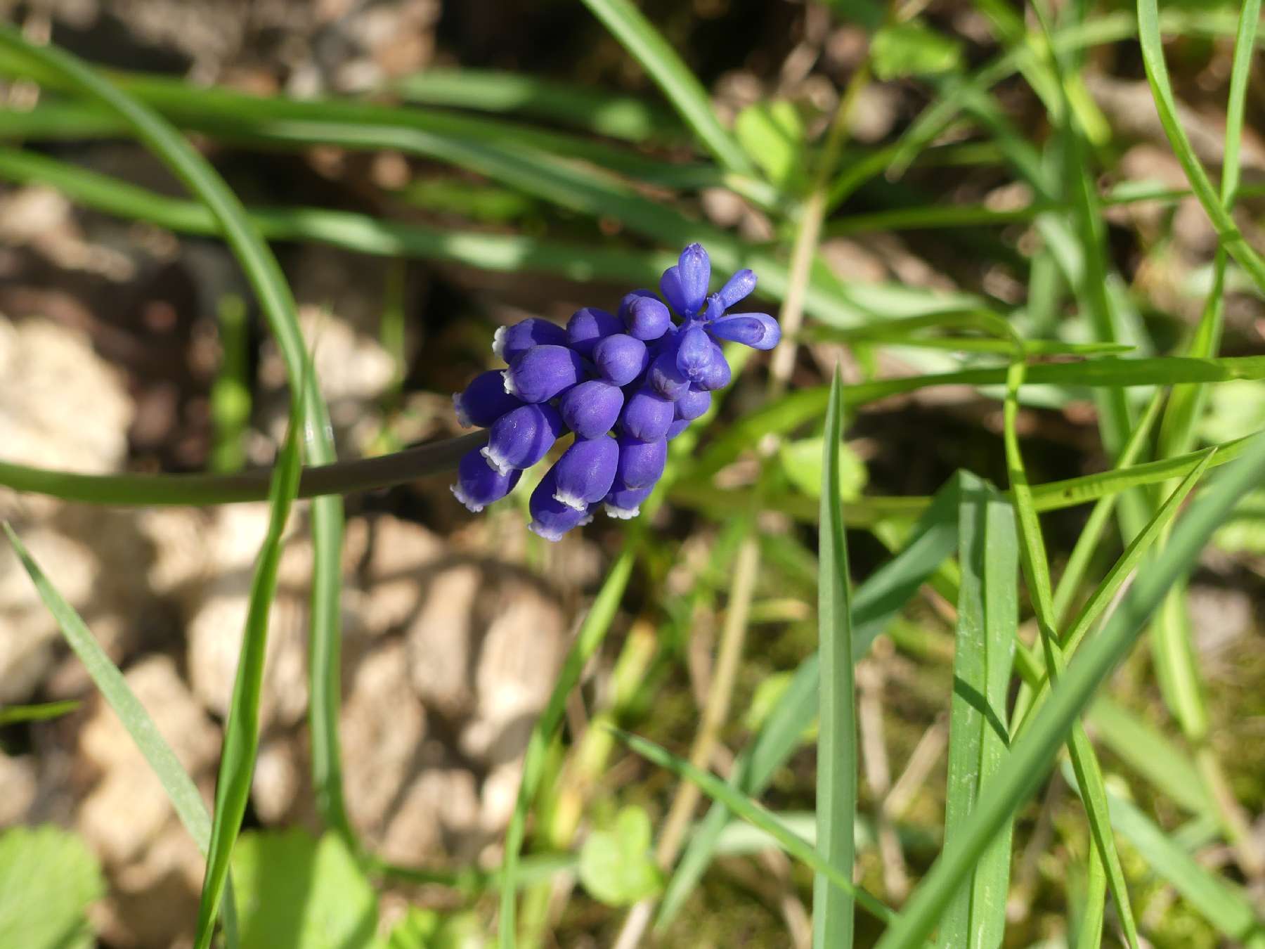 Blaue Glockenhyazinte