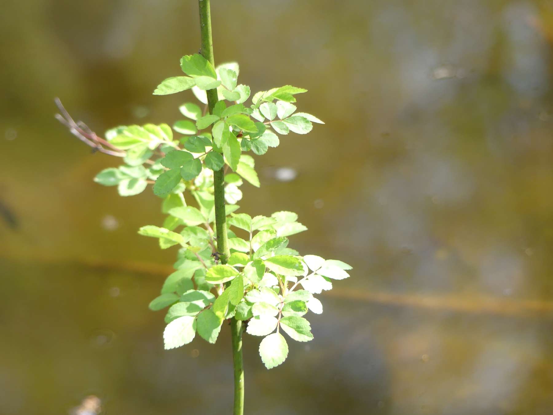 Rosenblätter