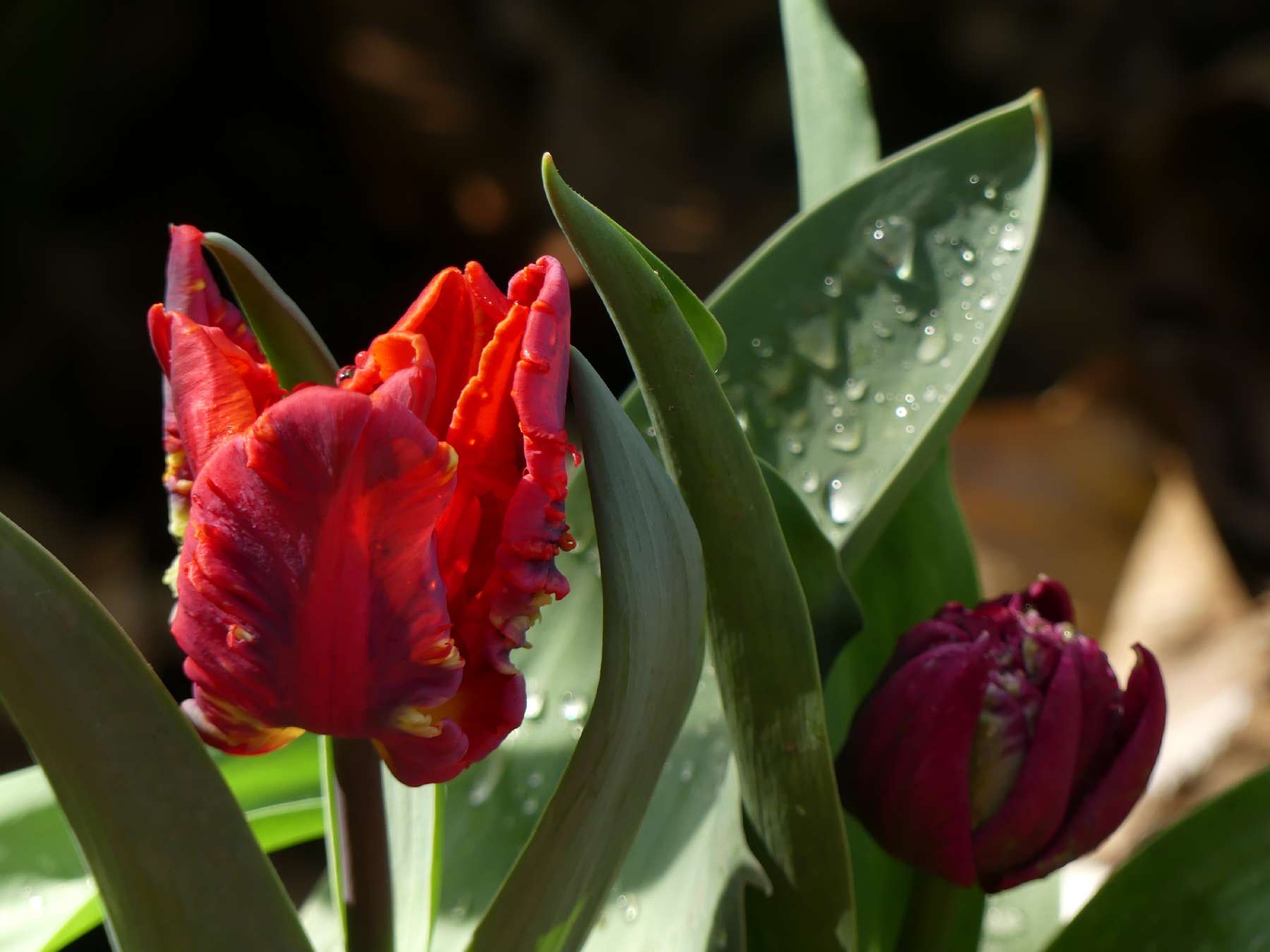 geflammte rote Tulpe