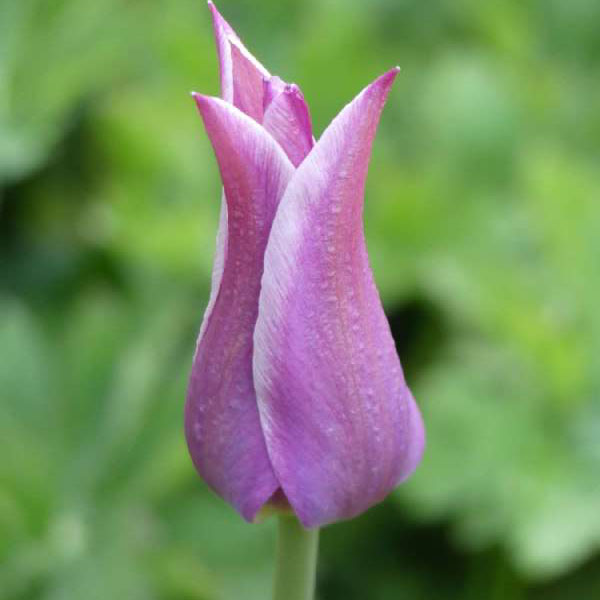 halboffene, violette Tulpe