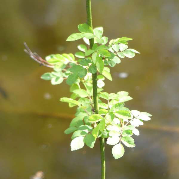 Rosenblätter