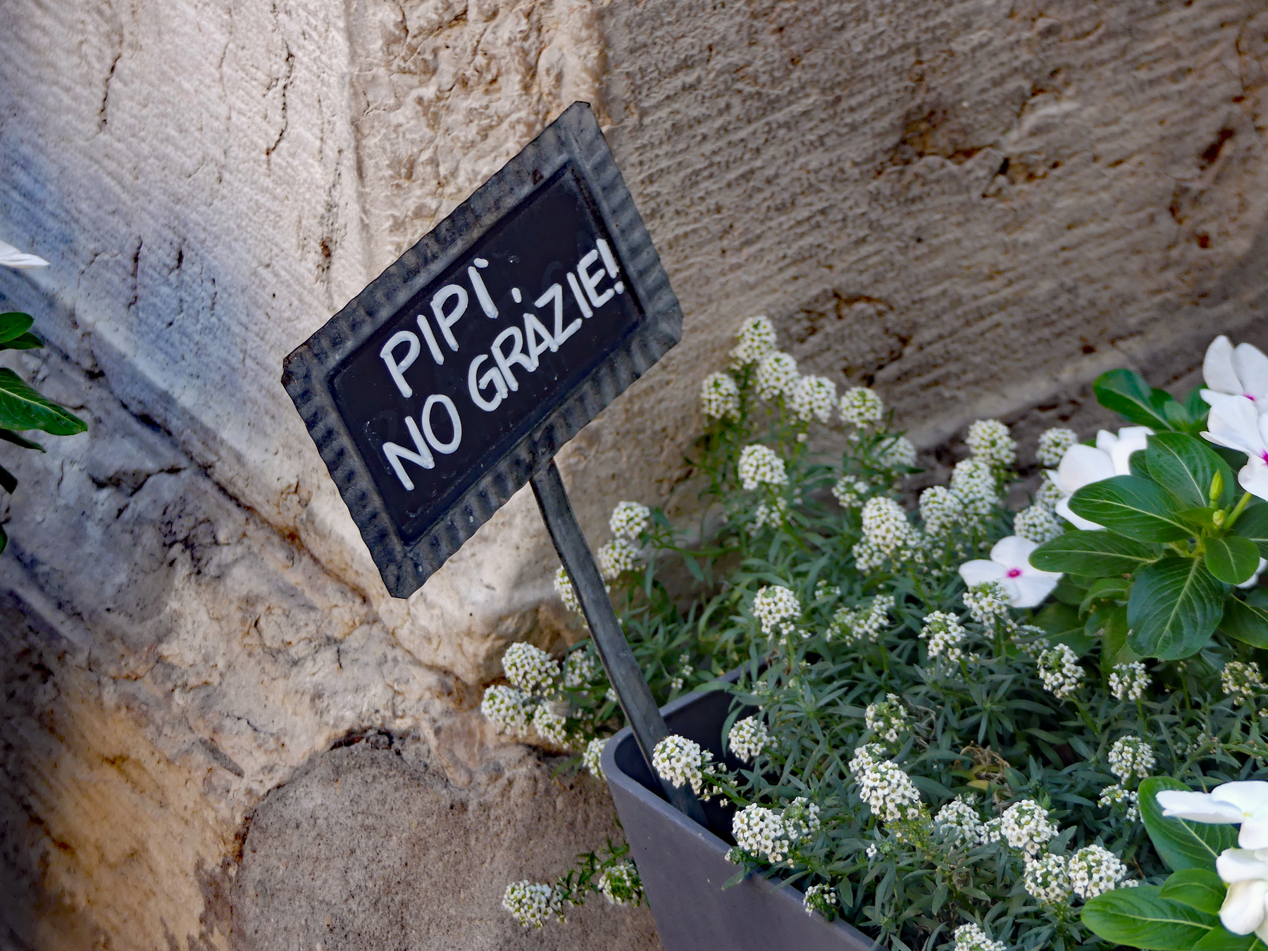 Schild mit Aufschrift PIPI NO GRAZIE, vermutlich kein Hundekloo