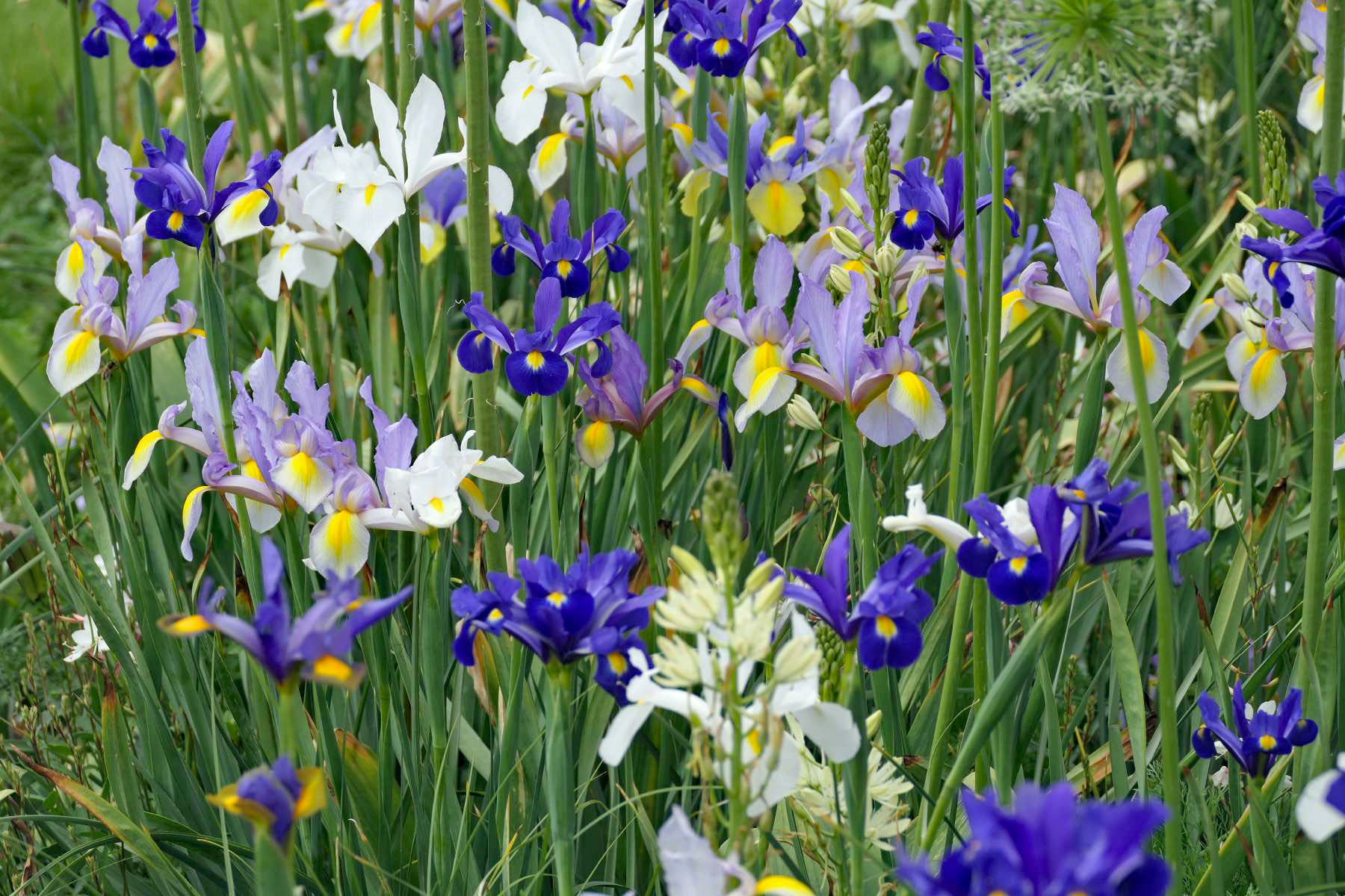 Lilien in der Wiese