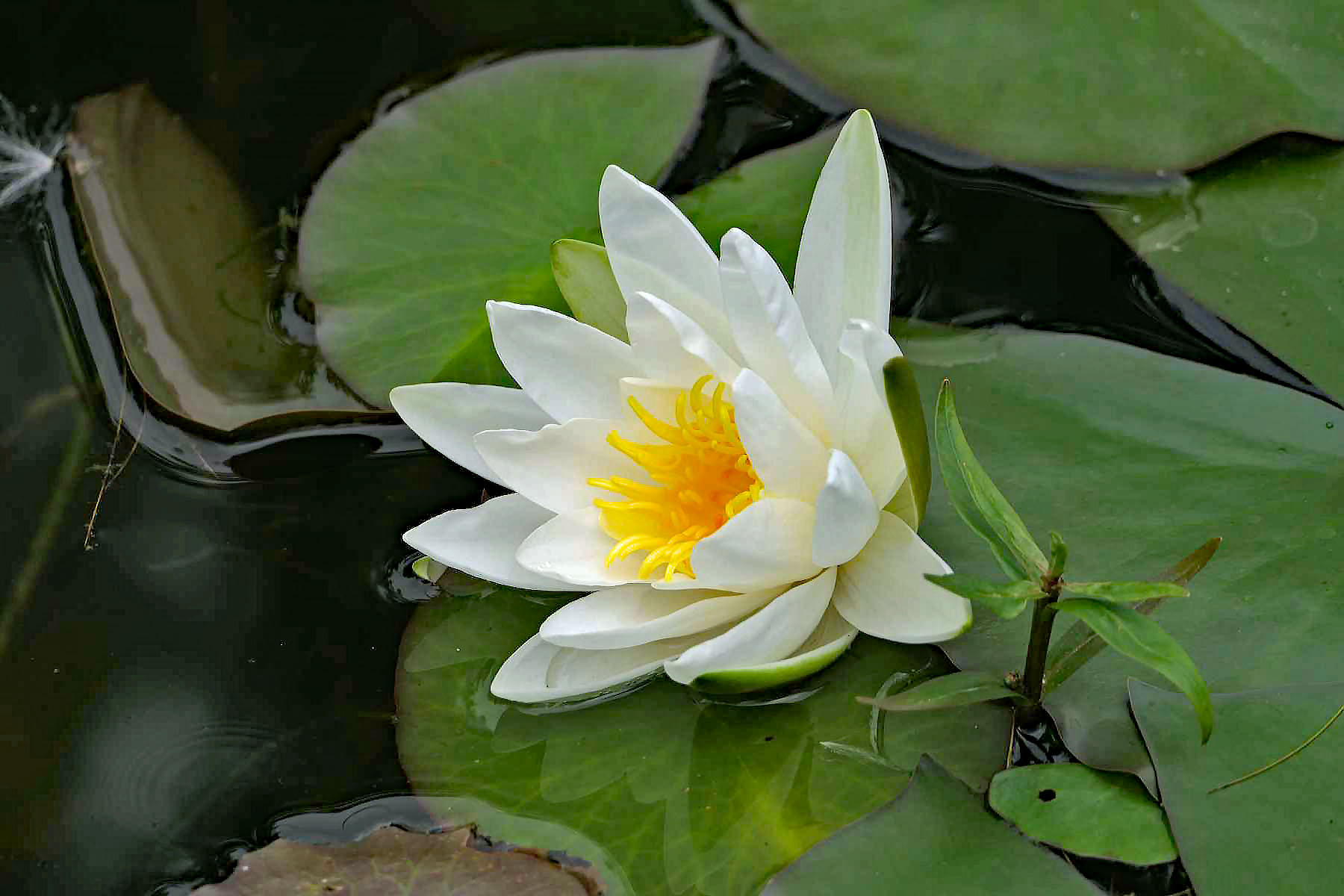 Seerose