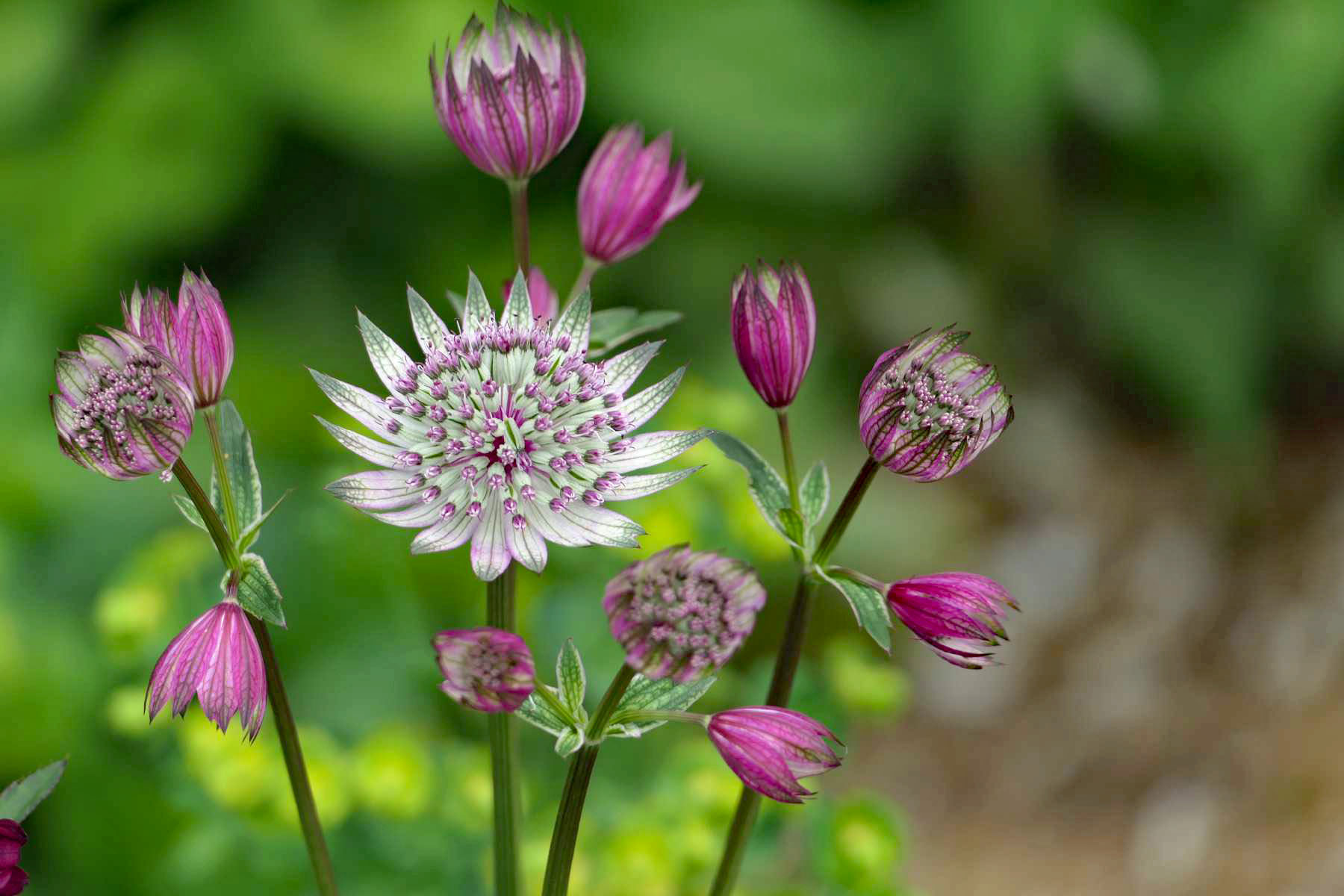 unbekannte Blume