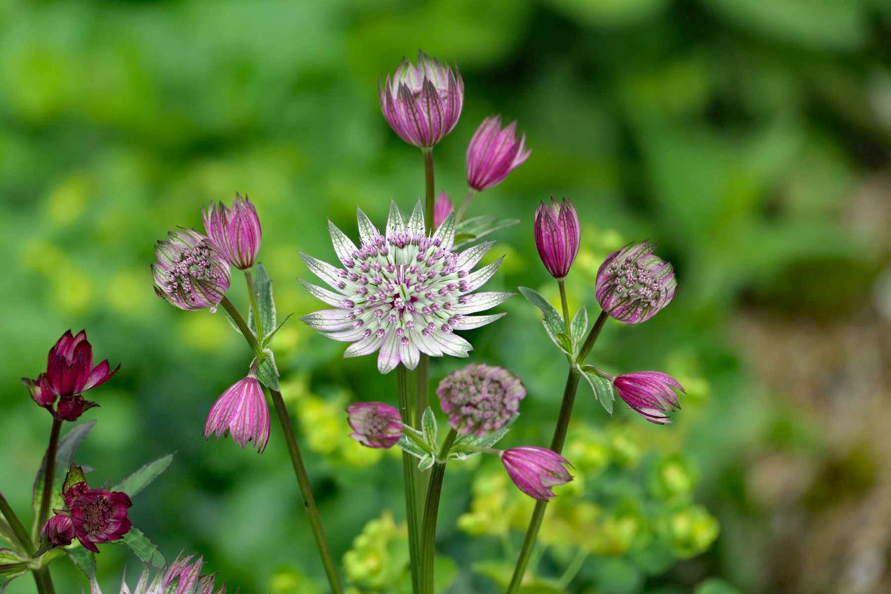 unbekannte Blume