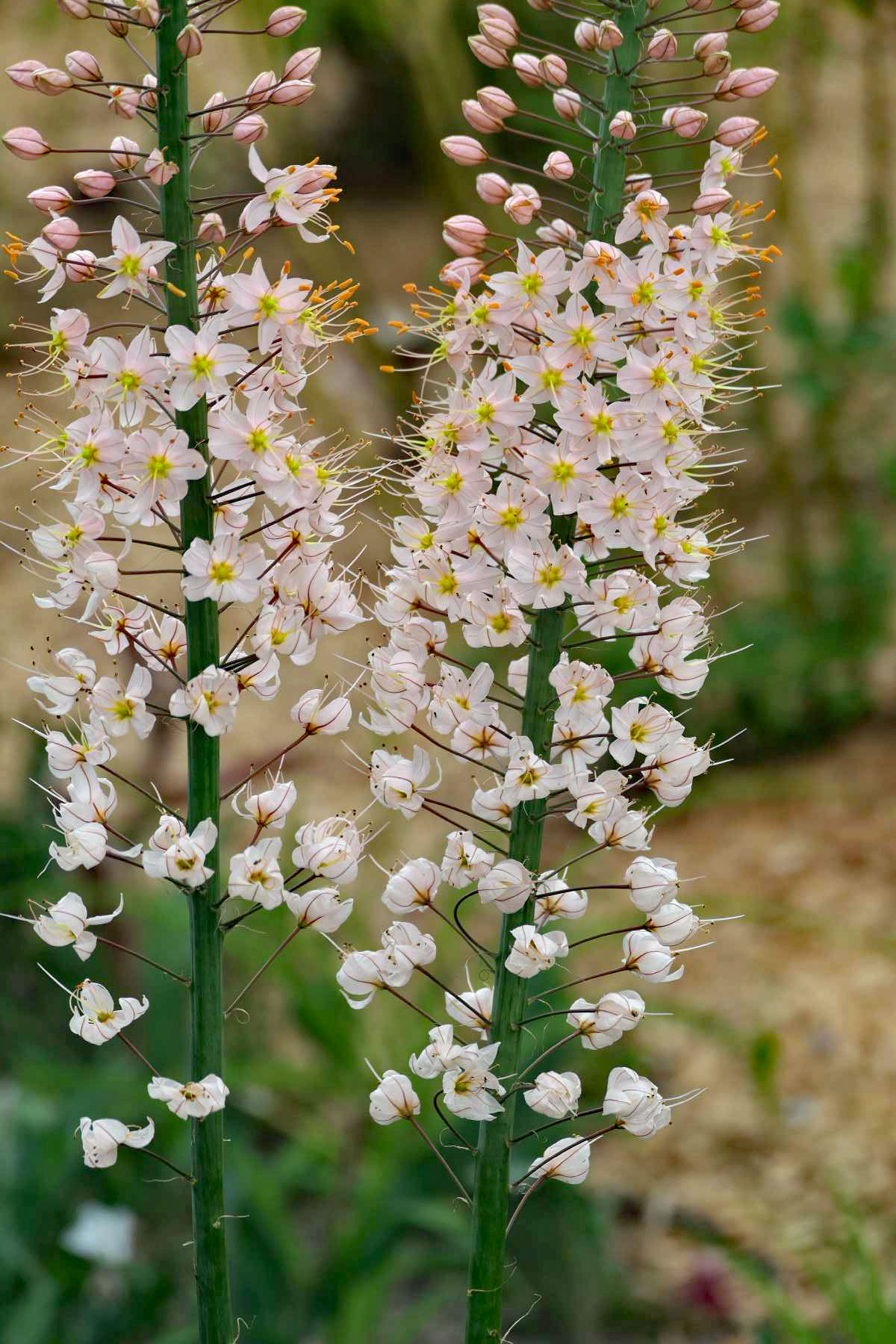 unbekannte Blumen