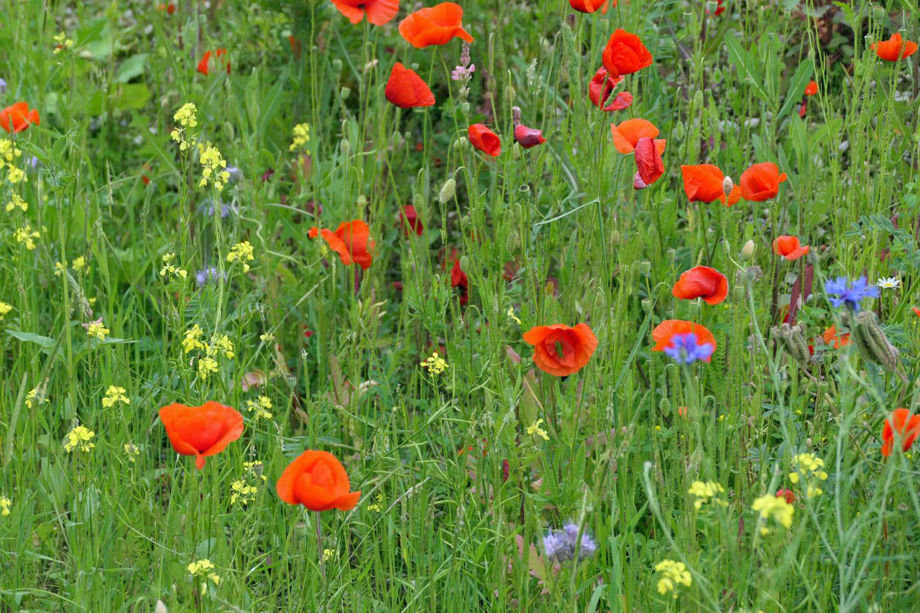 Blumenwiese