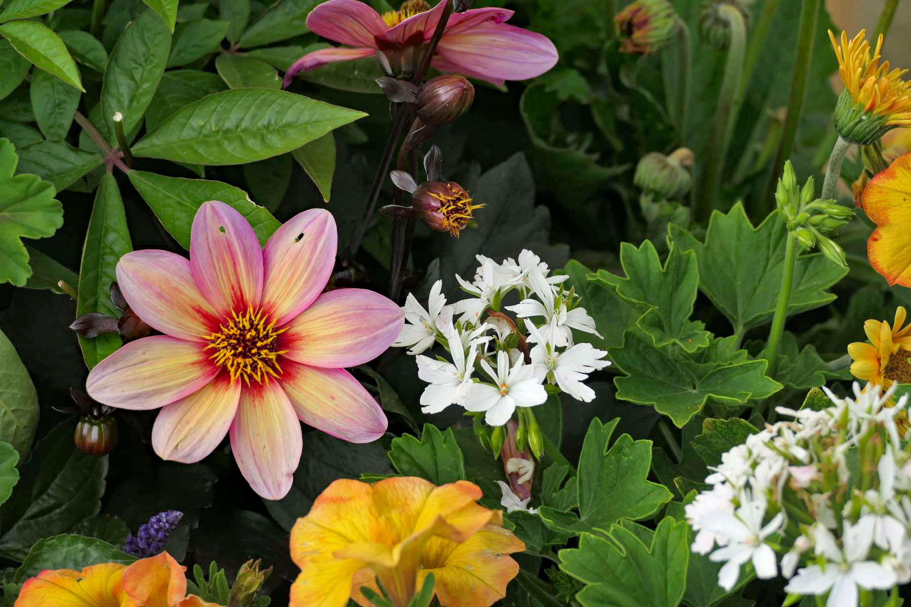 Blumenvielfalt