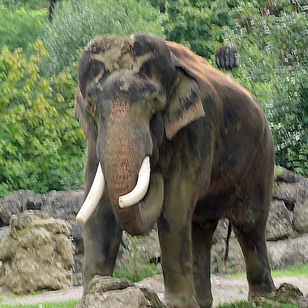 Elefant