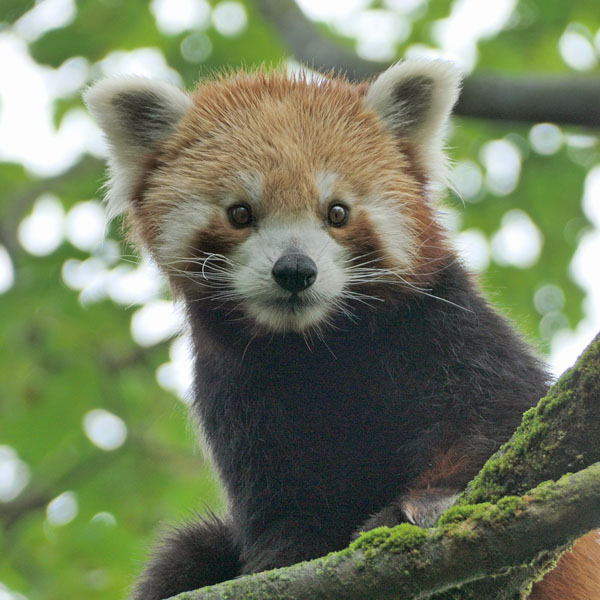 Roter Panda