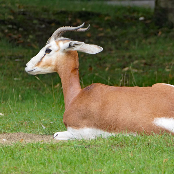 Antilope???