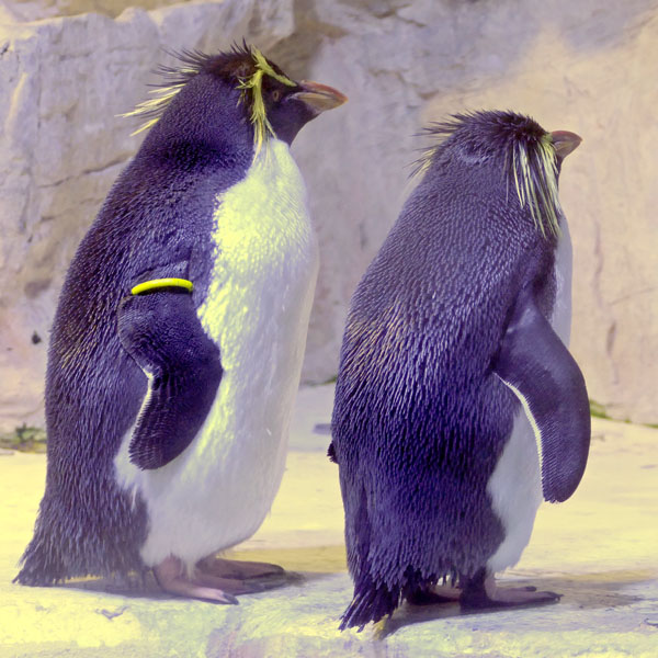 2 Pinguine