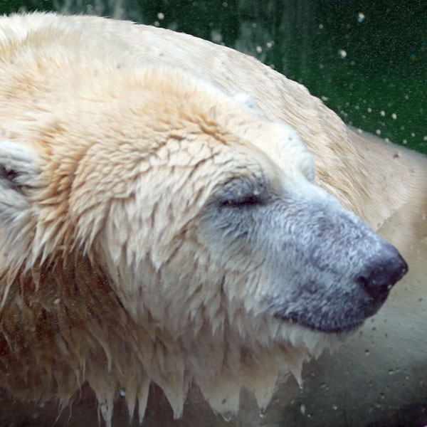 Eisbär