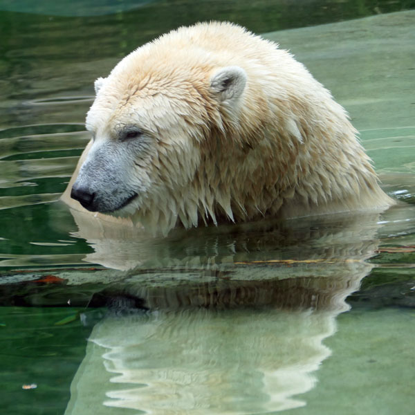 Eisbär