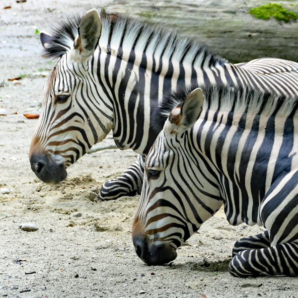 Zebras