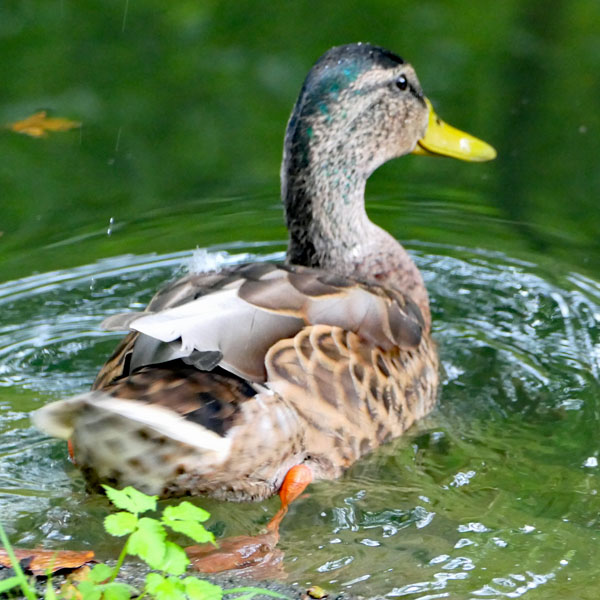 Ente