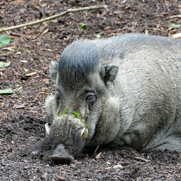 Wildschwein