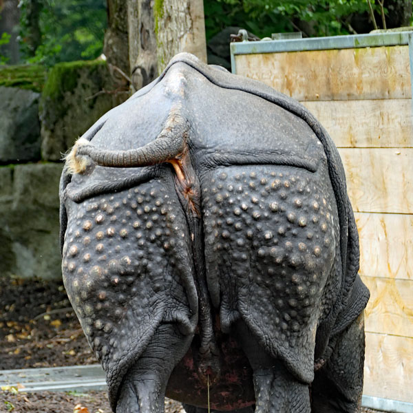 Nashorn von hinten