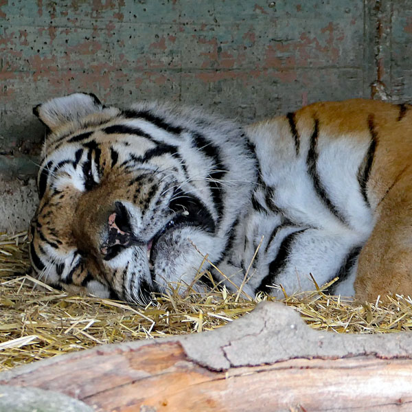 Schlafender Tiger