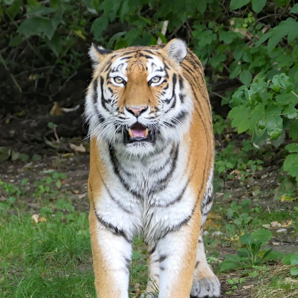 Tiger von vorne