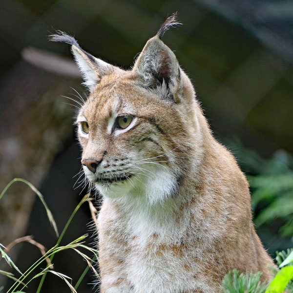 Luchs