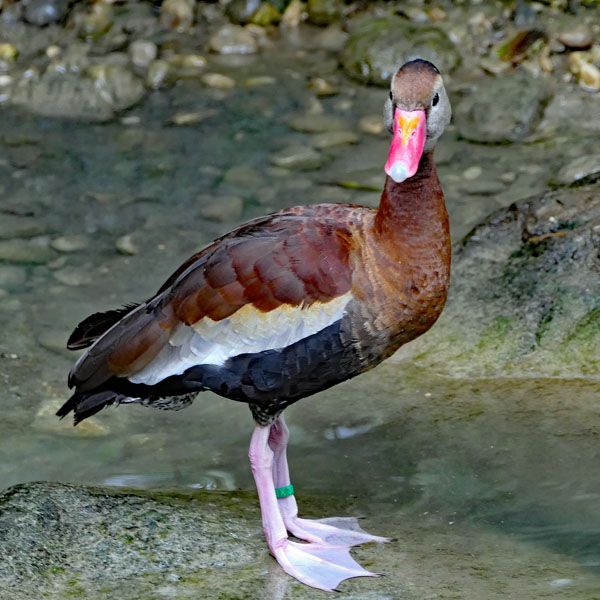 Ente