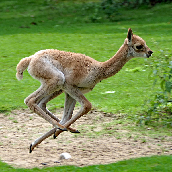 Laufendes Jung-Alpaka