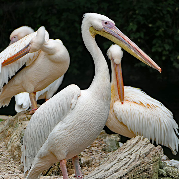 Pelikane