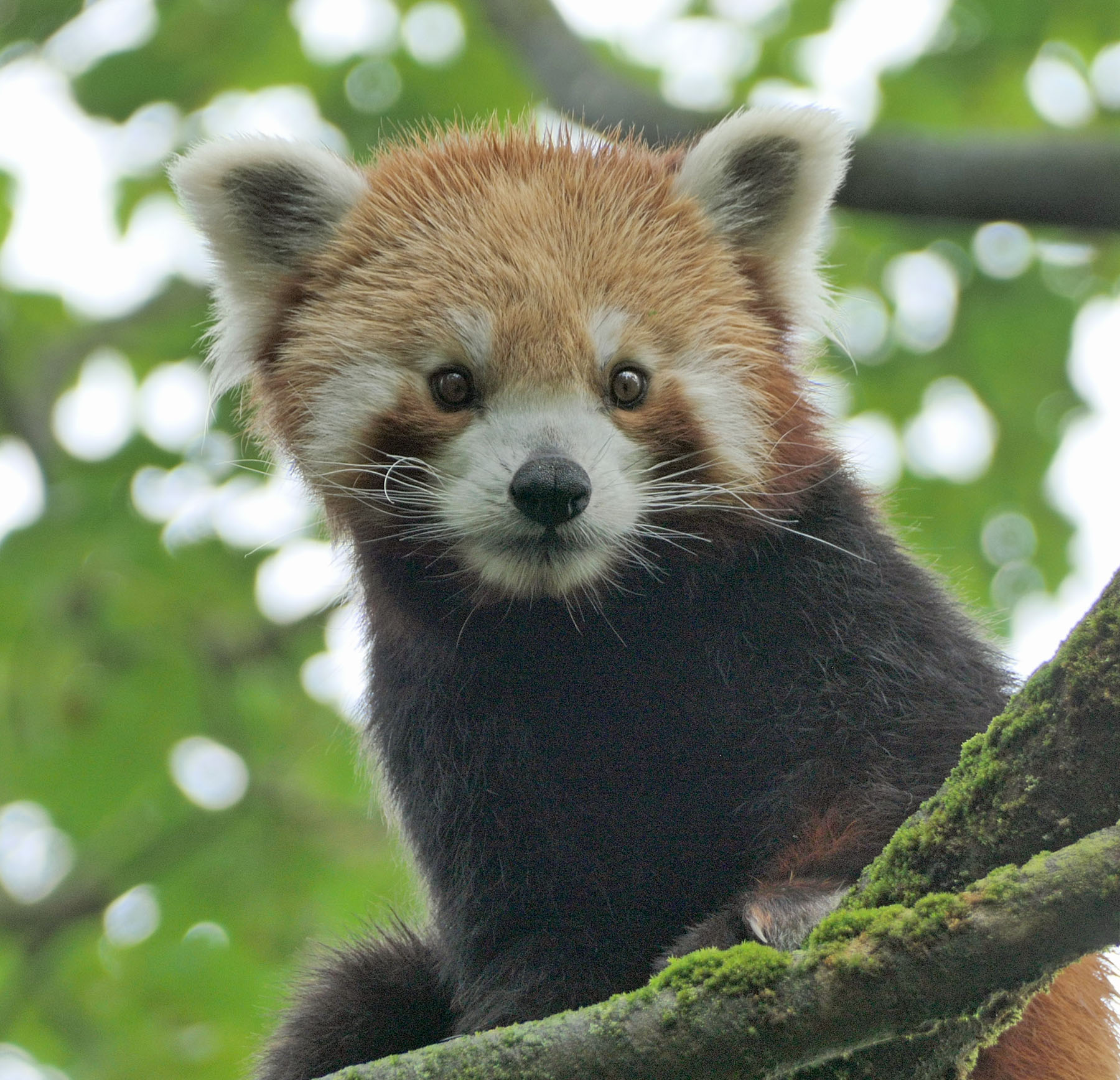 Roter Panda