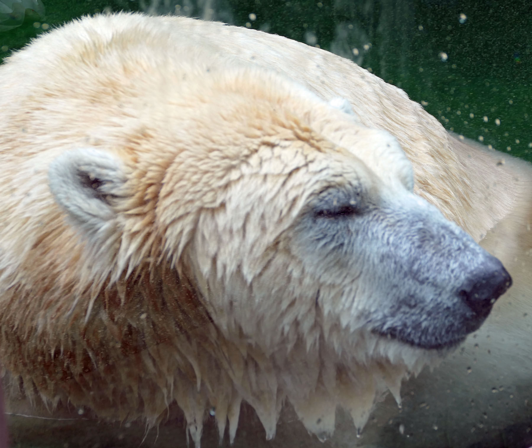 Eisbär