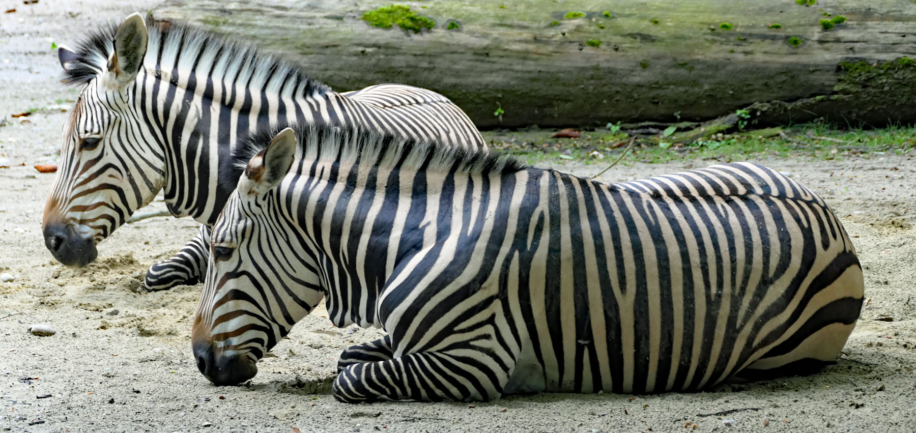Zebras