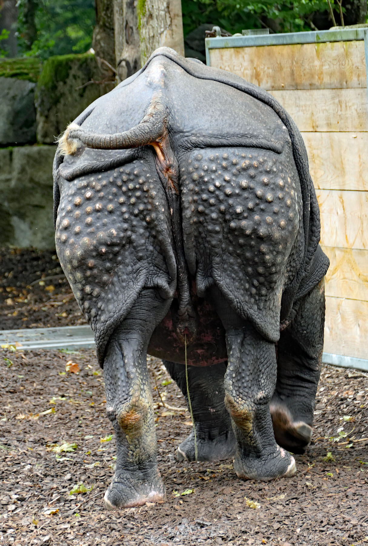 Nashorn von hinten