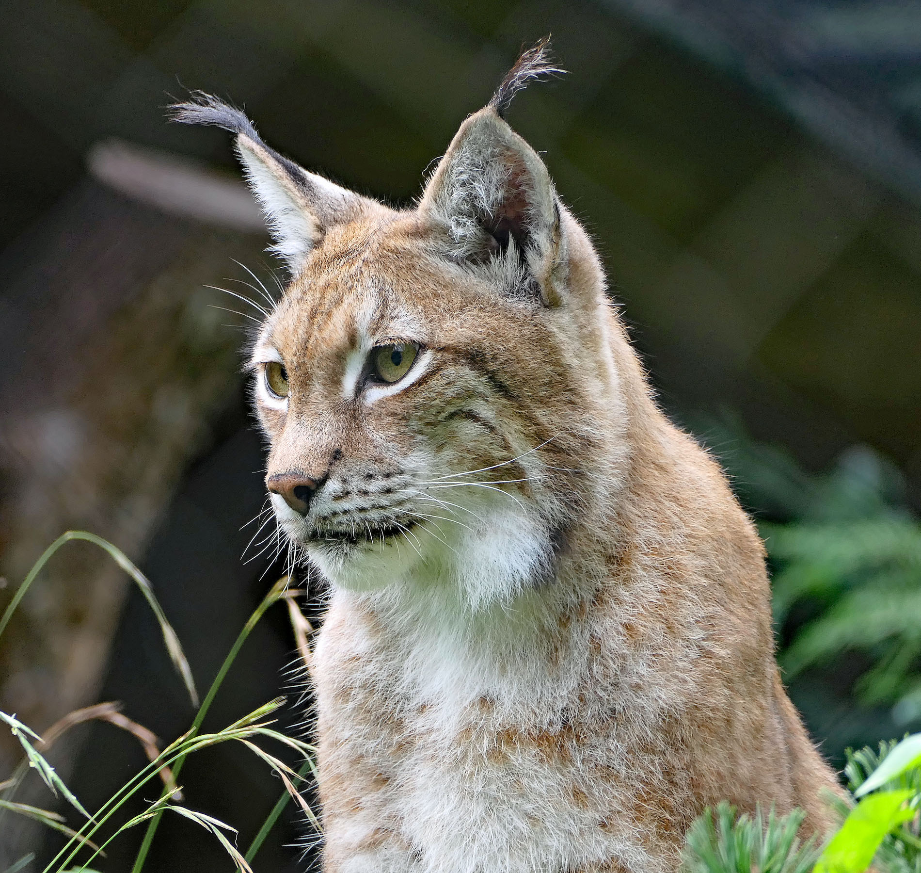 Luchs