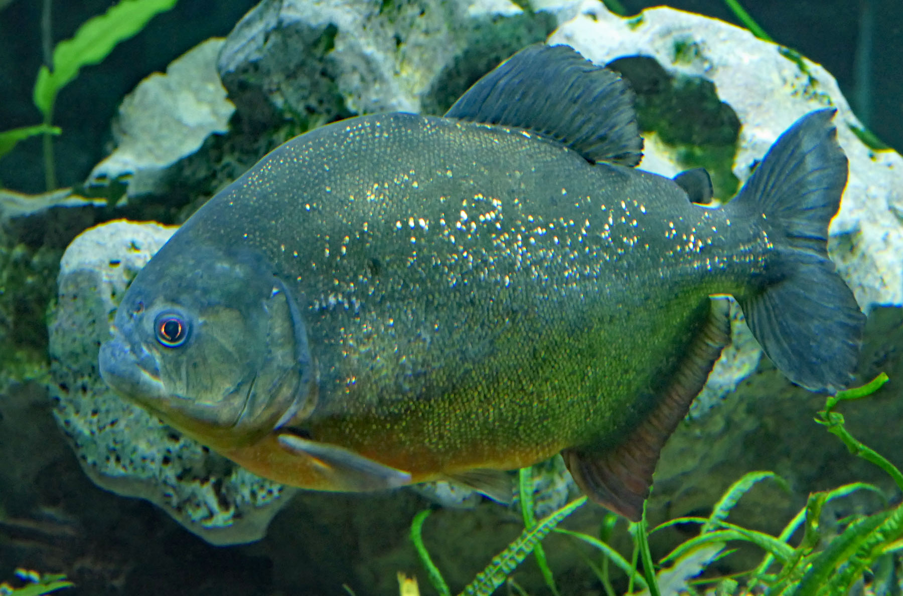 Fisch