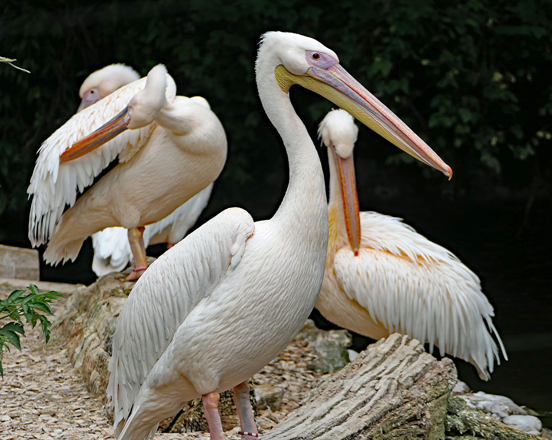 Pelikane