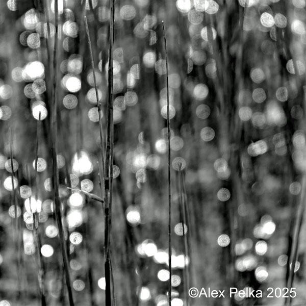 Tautropfen im Schilf, bewusst unscharf