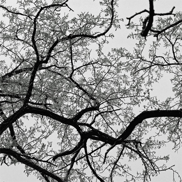 Blick in die Baumkrone