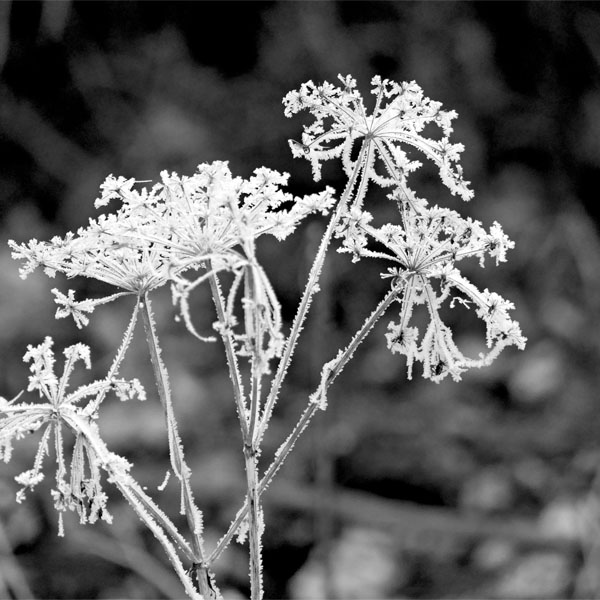 Blumenrispen mit Reif