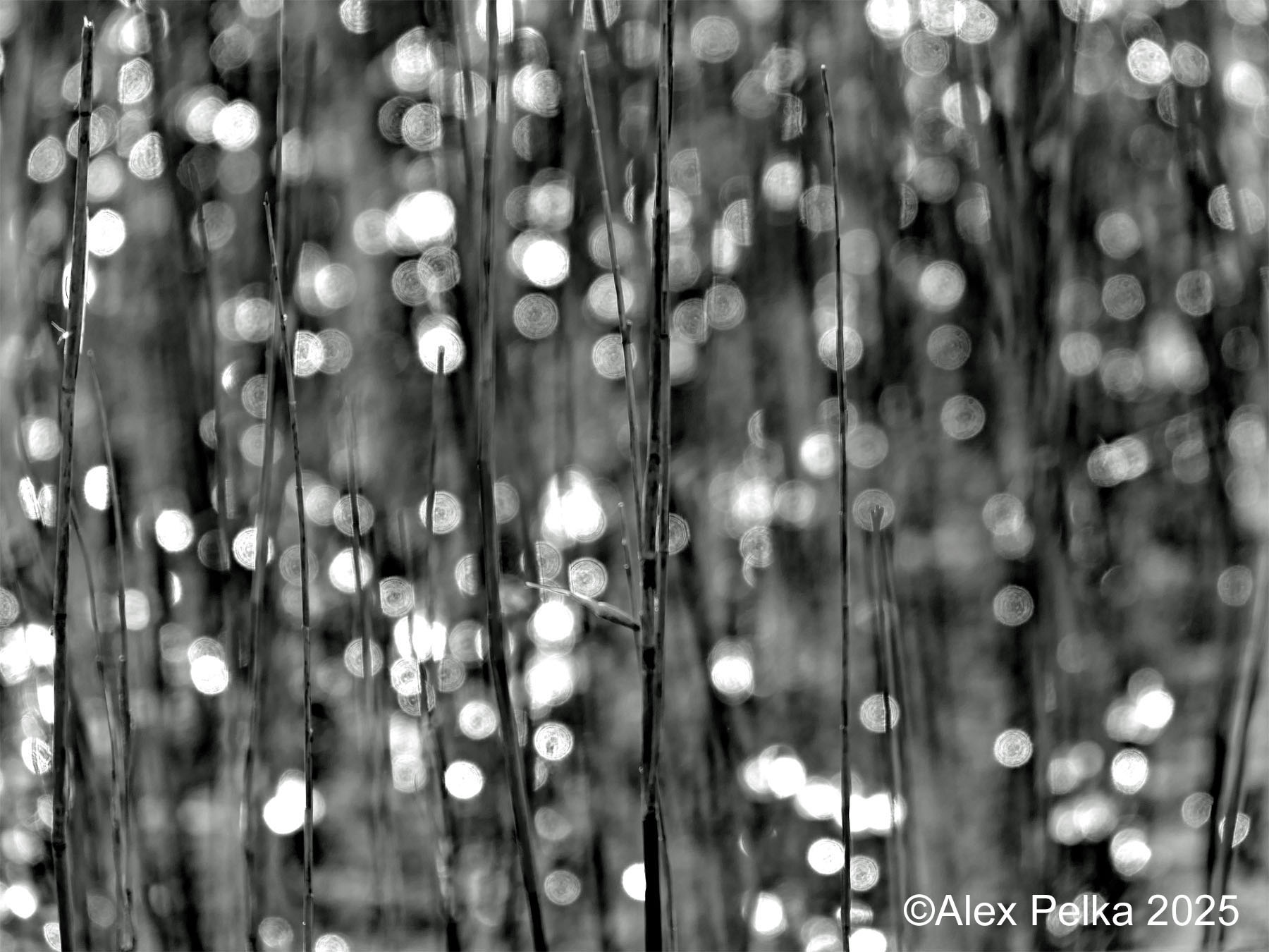 Tautropfen im Schilf, bewusst unscharf