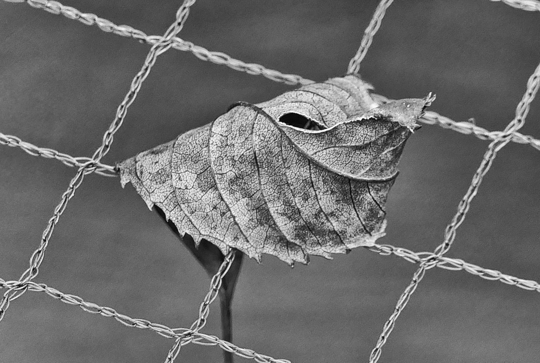 Blatt im Laubnetz