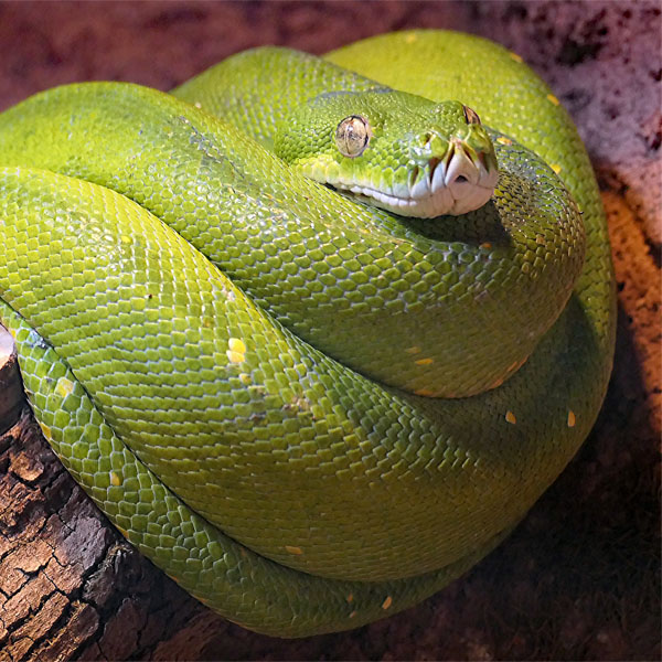grüne Schlange