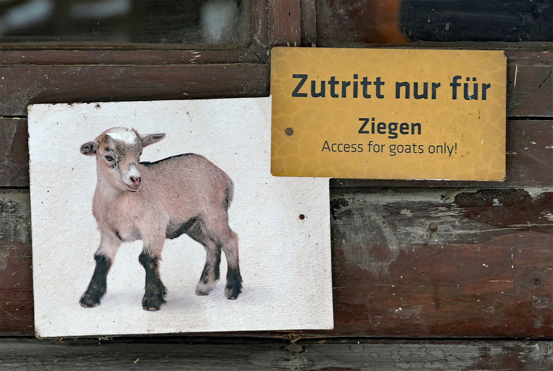 Schild: Zutritt nur für Ziegen